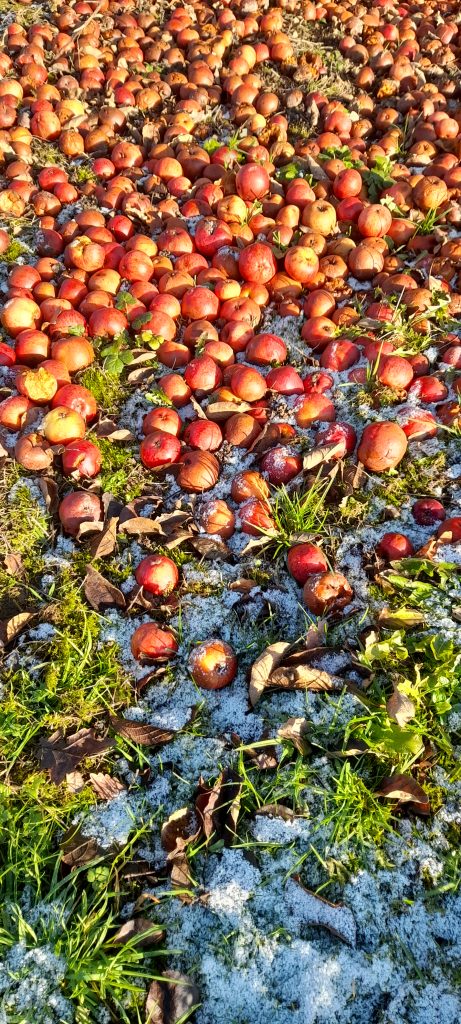 winter apple fall